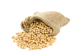 SOYBEAN GMO